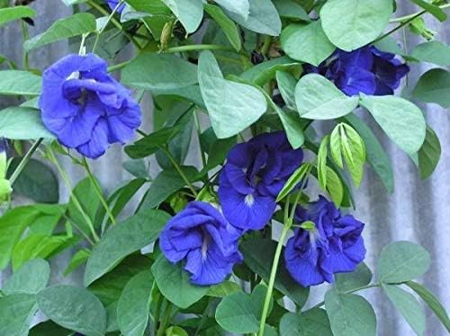 Blue Butterfly Pea Vine (Clitoria ternatea) Perenne - 10 Semillas