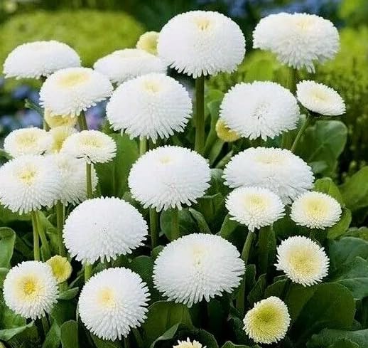 1 Pack of 450 SEEEDS English Daisy Bellis perennis Pomponette White