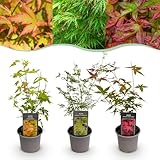 acer palmatum dissectum entretien Recién entregado del vivero Acer palmatum Tricolor - Rojo-Verde-Naranja - 3 Plantas - Pérdida de hojas - Mantenimiento reducido - 25-35cm - Ø12cm - Planta de jardín