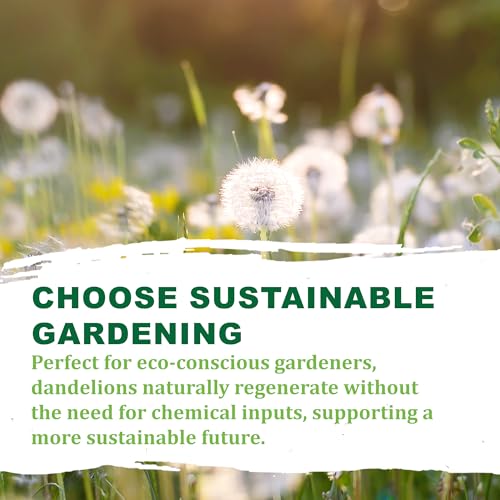 Tke Farms & Gardens Dandelion Seeds For Planting thumb #8