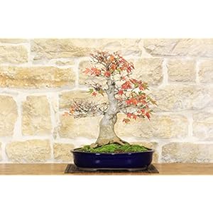 Japanse handesdoorn bonsai (39)