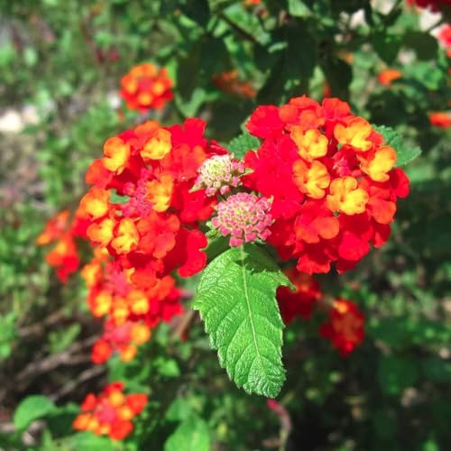 Image of Red Lantana Live Plant with Pot | Hardy Long Blooming Flowering Shrub | Vibrant Ornamental Outdoor Plant for Home Garden Balcony Terrace Landscape Butterfly Garden Decor | Pack of 1