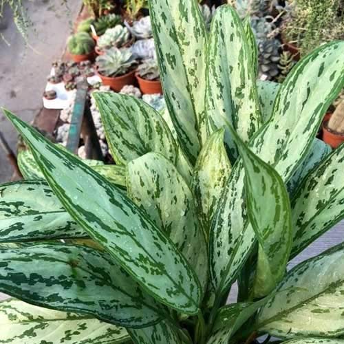1 PIANTA DI AGLAONEMA SIVER QUEEN VASO 17CM PIANTA DA APPARTAMENTO