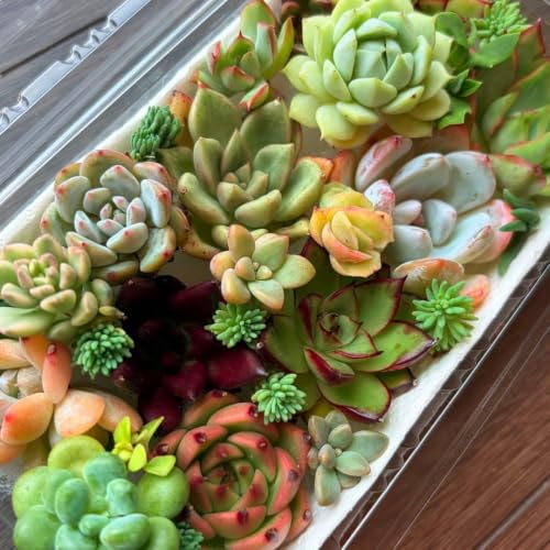 多肉植物 ラブリーローズ」の人気商品一覧・価格比較 - 価格.com