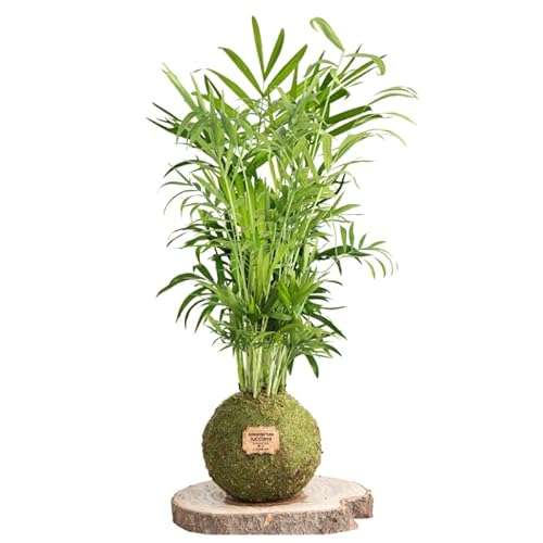 Kokedama Palmera Chamaedorea Natural - Kokedama Interior | Bola de Musgo Vivo | Planta Natural | Planta Interior | Decoración Hogar | Fácil Cuidado y Mantenimiento