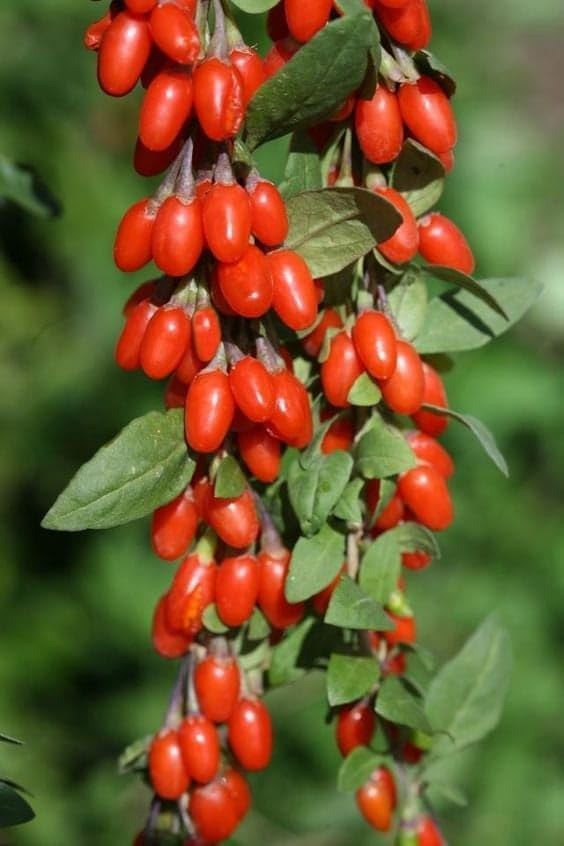 - GreenWorld Special Sweet & Rare Red Miracle Fruit Plant/Miraculous Berry Plant (Sweetest fruit in the world) Helathy Live Plant,'' Fruit After 8 to 12 Month''