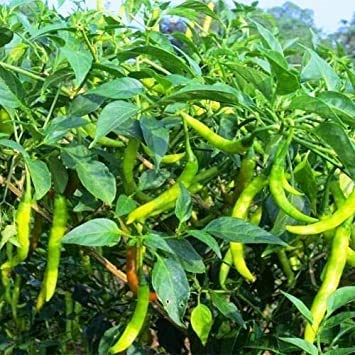 OXTIC Live Hari Mirch/Green Chili Plant With Pot (B08XQS4YHB) Amazon Price History, Amazon Price Tracker