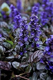 New! 30+Seeds/Pack Ajuga Reptans Flower Seeds/Perennial/Deer Resistant Ground Cover