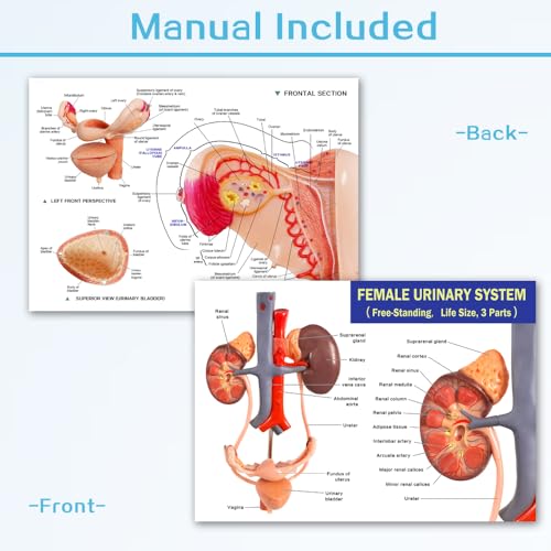 Image of EVOTECH SCIENTIFIC Human Female Reproduction & Urinary System Medical Anatomical Model, 3 Parts Life Size Female Urogenital System Anatomical Model for Medical Learning Education, Includes Manual