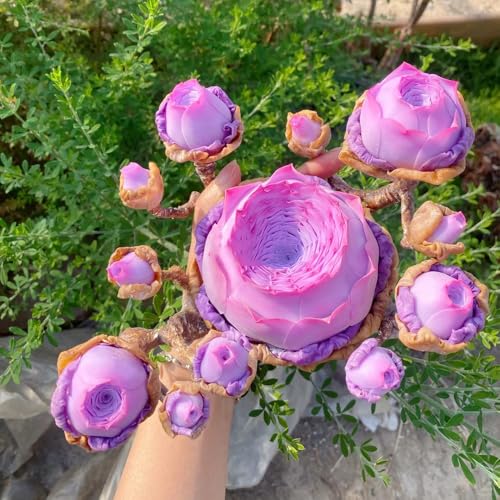 sukkulentensamen kaufen, succulent winterharte für garten balkon verschönern bienenfreundliche bodendecker 120pcs