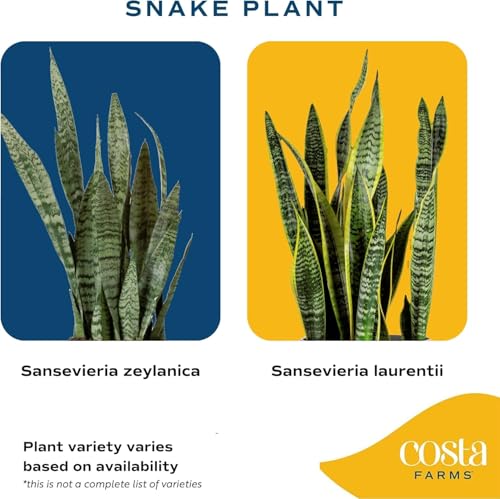 Image of Costa Farms Snake Plant Live Houseplant, Sansevieria in 4-Inch Decor Pot, Live Indoor Plant for Low Light, Easy Care Succulent for Plant Shelf, Home Decor & Office Desk, 8-12 Inches Tall