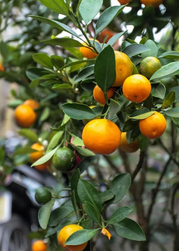Calamondin Tree Plant Live, 2.5 Inches Tall, Well Rooted All Year Planted Perennial, No Ship to ID, OR & WA,CA, GA, FL, HI, AZ, TX, AL. Easy to Plant