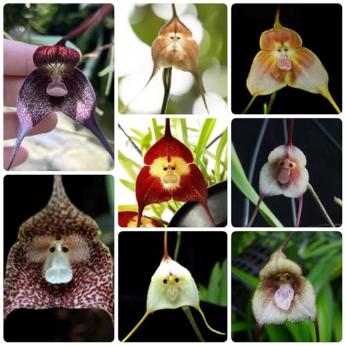 Semillas de orquídea mono, Drácula simia, orgánicas Semillas de orquídeas cara de mono, Comprar de orquídea cara de mono drácula 50pcs