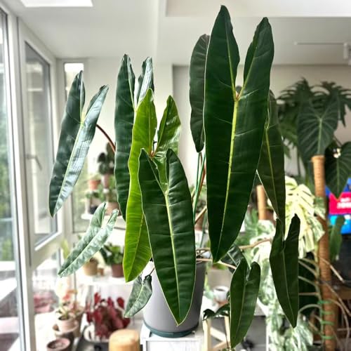 Semillas de plantas de interior, semillas de Philodendron melanochrysum fácil cultivo de césped ornamental semillas de bonsái plantas de sombra, prado de flores Hierbas perennes 20pcs