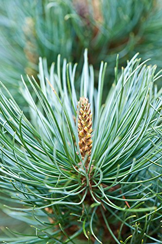 Dwarf Swiss Stone Pine - Pinus Cembra 'Pygmaea' - 2 - Year Live Plant #TOP2