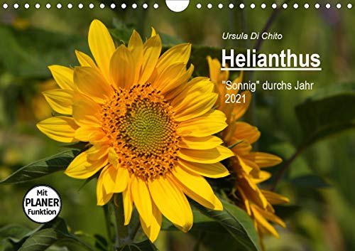 Preisvergleich Produktbild Helianthus (Wandkalender 2021 DIN A4 quer)