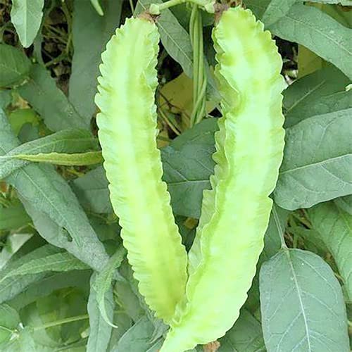 Winged Bean Seeds Organic Gmo Free Ornamental Edible Self-Pollinating Vegetable Seeds Perennial Trellis Fence 15Pcs By Yegaol Garden #TOP1