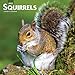 Squirrels 2021 12 x 12 Inch Monthly Square Wall Calendar, Wildlife Domestic Animals