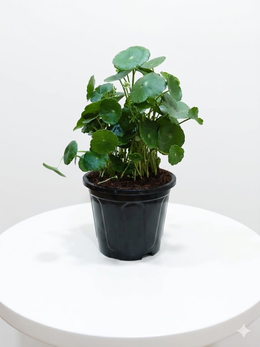 Chinese Money Plant - Lucky Indoor Plant -1