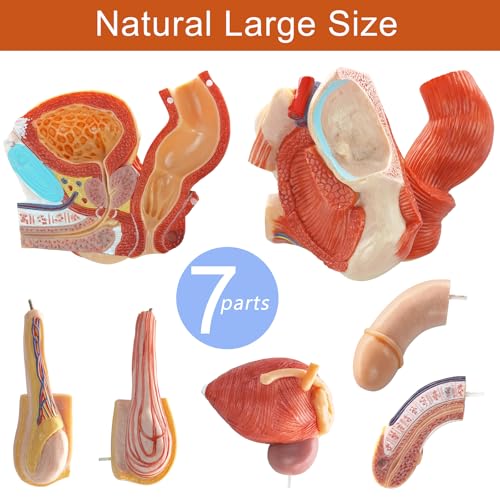 Image of HADWYN Male Genital Organ Model Pelvic Muscles，Human Body Model