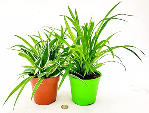 POWERS TO FLOWERS - CHLOROPHYTUM VERDE E OCEANO, FALANGIO, 2 PIANTE VASO 13CM, piante vere