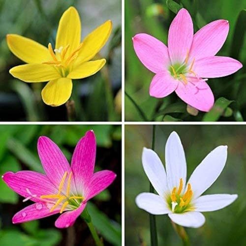 Live Green Zephyranthes - Rain Lily All Season Flower Bulbs (10pcs) - Image 3 thumbnail