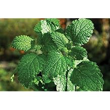 Peppermint Seeds 100 Seeds, COOL BEANS N SPROUTS Brand. Herb Seeds. Home Gardening.