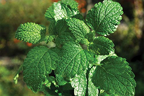 Peppermint Seeds 50 Count, Cool Beans N Sprouts" Brand. Herb Seeds. Home Gardening. #TOP25