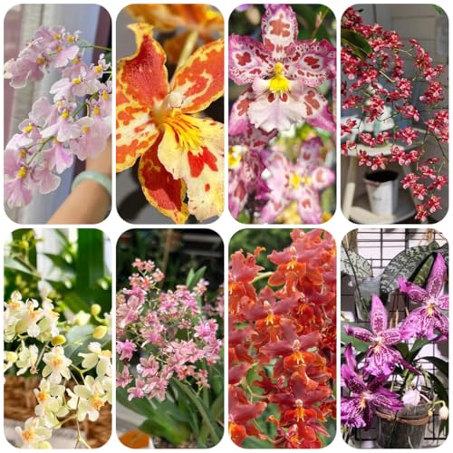 semi di orchidea oncidium rare, decorazione del soggiorno orchidea decorativi resistenti al balcone semi da balcone selvatici da decorazione 100pcs