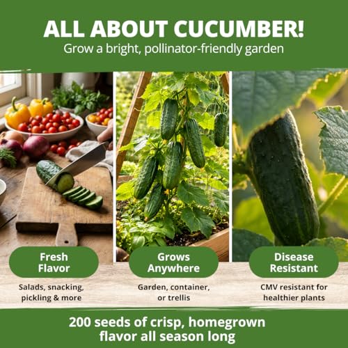 Image of HOME GROWN Organic Marketmore Cucumber Seeds 200+ Heirloom Non-GMO Seeds for Planting, High Germination, Hardy & Vigorous Slicing Cucumber, Trellis & Raised Bed Garden (Cucumis sativus)