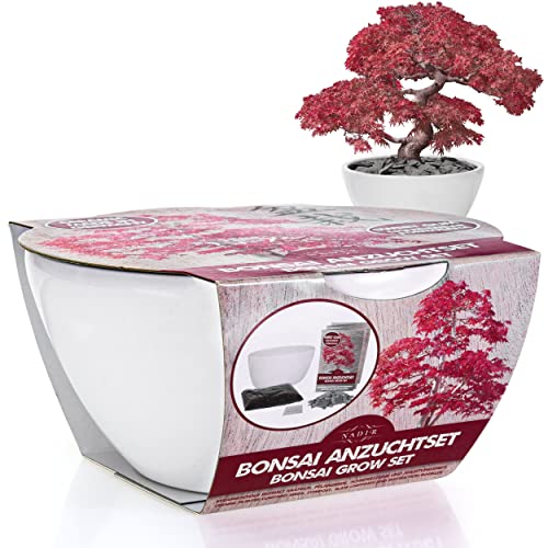 NADIR Bonsai Set Anzuchtset Bonsai Starter Kit Bonsai Tree Baum zum Verschenken Geburtstagsgeschenk-Bonsai Porzellan Schale aus Deutschland Samen + Keramik + Lavasteine + Erde + Broschüre (Sweet Gum) - Image 3