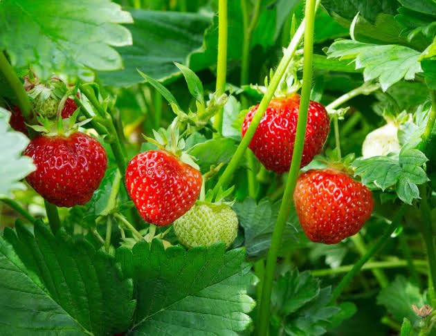 Image of Healthy Vibe Premium Everbearing Strawberry Plant - Sweet and Juicy Berries for Your Garden - Hardy and Easy to Grow - Perfect for Home Gardening