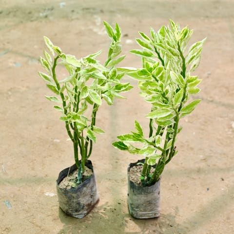 Best Nursery Jade in 3 Inch Plant Green Mini Handmade Matki Ceramic Pot-image-42