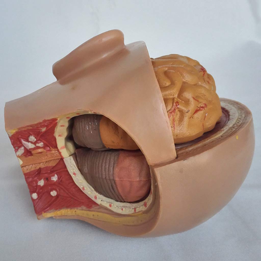 Modelo De Anatomía, Modelo De Anatomía del Cráneo, Modelo De Anatomía Humana, Modelo De Anatomía Arterial De La Cabeza, Libro De Texto De Secundaria