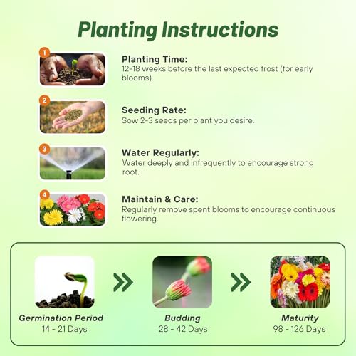 Outsidepride Hybrids Mix Gerbera Seeds - 100 Pcs Perennial, Compact & Low Maintenance, Flower Seeds for Planting w/Vibrant Mixed Blooms, Ideal for Garden Landscaping & Cut Flower Arrangements