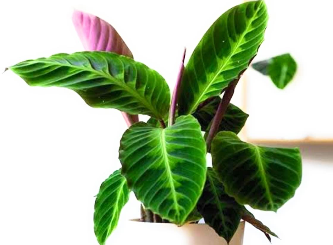 The Four Seasons Calathea Warscewiczii Jungle Velvet Rare Imported Variety  Natural Live Prayer Plant in Pot : Amazon.in: Garden & Outdoors