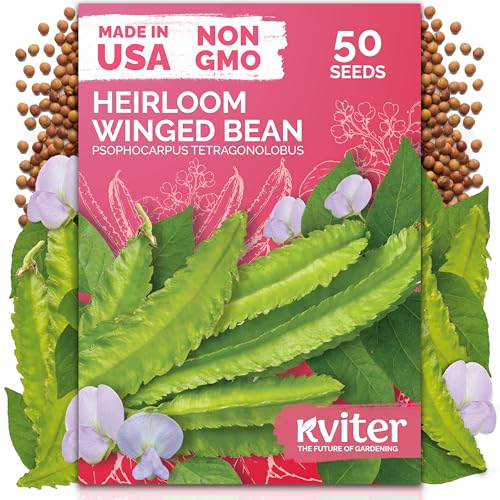 KVITER 50 Winged Bean Seeds (Psophocarpus Tetragonolobus) Heirloom Goa Bean High-Protein Heat-Tolerant Non GMO Seed Packets - Ideal Vegetable Seeds for Outdoor Garden Raised Beds & Containers