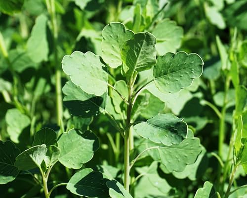 25 Seeds PAPALO Yerba Porosa Summer Cilantro Bolivian Coriander Porophyllum Ruderale Culinary Herb
