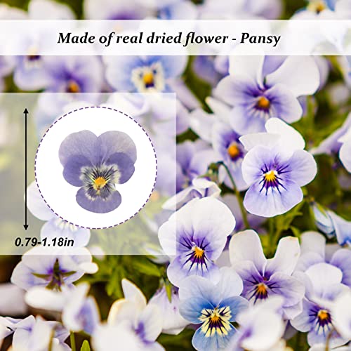 Flores secas de pensamiento morado natural para resina 60 pcs miniatura 2