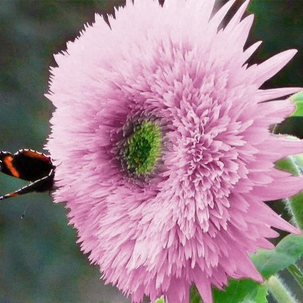 Amazon.com : Pink Dwarf Sunflower Seeds for Planting - Grow Teddy