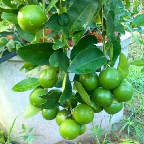 Image of kagzi lemon fruit plant outdoor garden live organic helthy all time Pack of 1 hybrid tree
