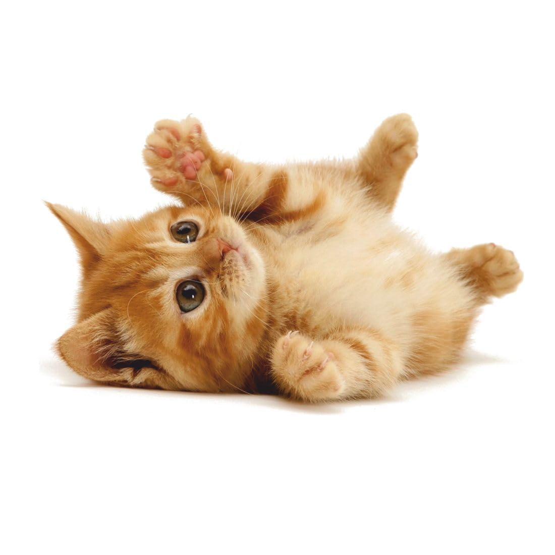 Cat in Fun Mood, Wall Sticker, 3D, Bedroom, Living Room, Drawing Room, Kids Room, Peel and Stick, PVC Vinyl, Easy to use, Multicolor Size 34cm X 22cm, Pack of 1, Brand Jump up (B0CSJZZ462) Amazon Price History, Amazon Price Tracker