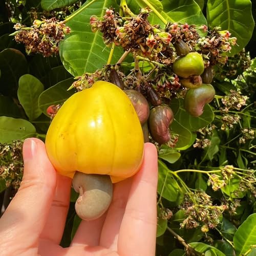 Semillas de anacardo - de interior purificadoras de aire Anacardio occidental - semillas orgánicas de balcón resistentes 5pcs