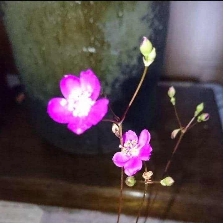 Amazon｜草花火 クサハナビ 全て花芽付き苗｜観葉植物 オンライン通販