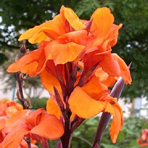 Orange Canna Lily Bulbs