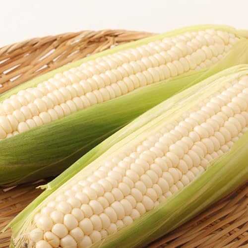 IchigoLab_Izumisano 朝採り ホワイトコーン とうもろこし(8本セット)[先行予約/2025年6月中旬以降発送]