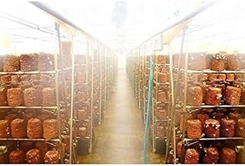 Amazon | 北海道産 生椎茸 清茸 超特大プレミアム 清茸 3Lサイズ