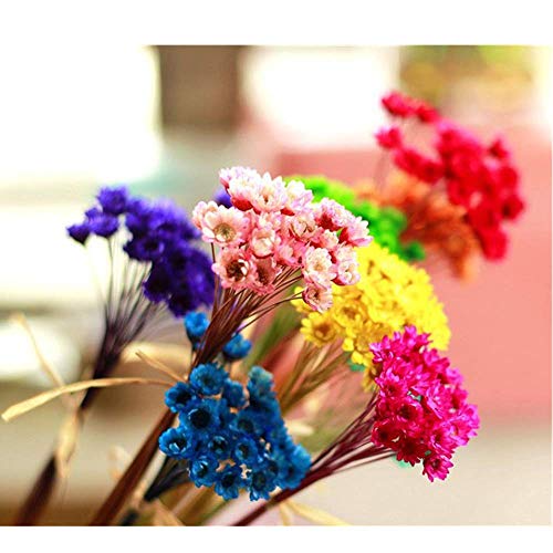 300 Stems Mini Natural Dry Flowers Daisy Chamomile Bouquet Brazilian Small Star Daisy Decorative Dried Flowersfor Wedding DIY Home Decorations (Pink)