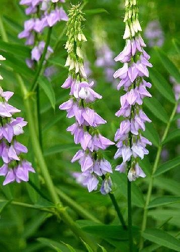 TROPICA - Liquorice (Glycyrrhiza glabra) - 30 Seeds - Herbs