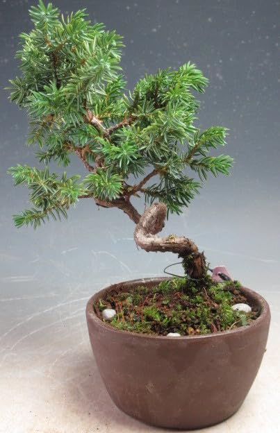 Amazon｜盆栽 紫杜松/トショウの鉢植えミニ盆栽（3540）【現品】｜観葉